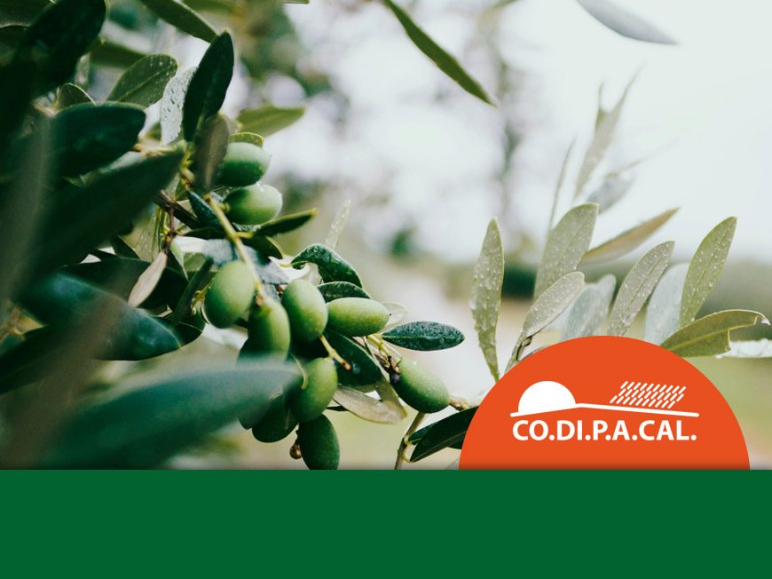 Campagna olive