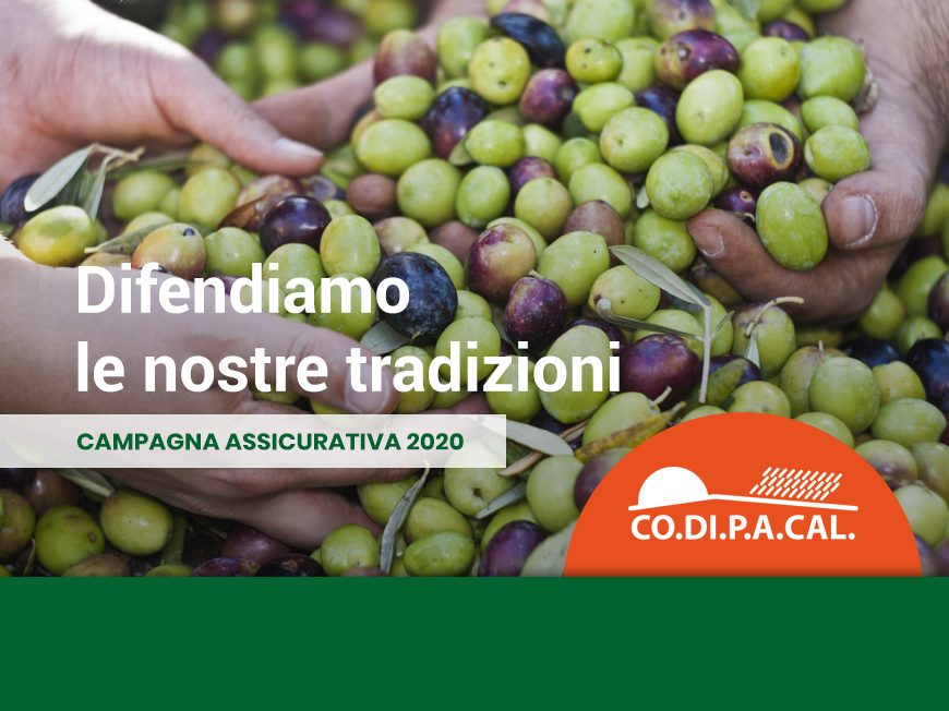 Coltivazione olive