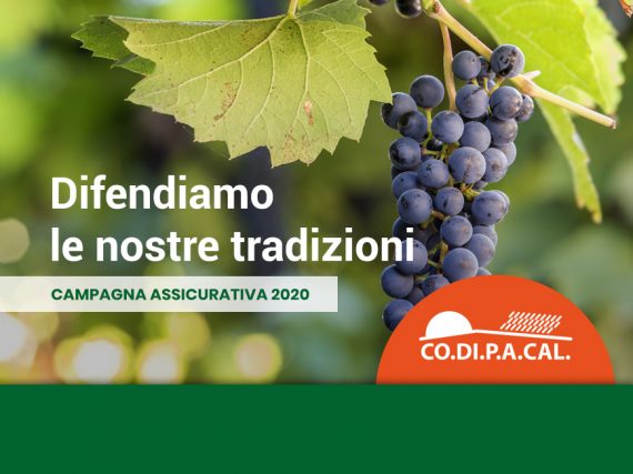 coltivazione uva da vino