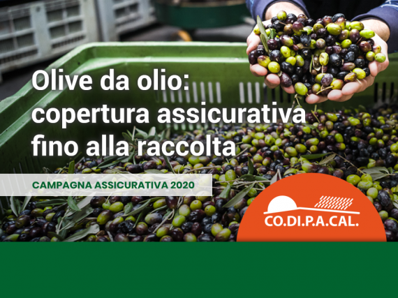 olive da olio