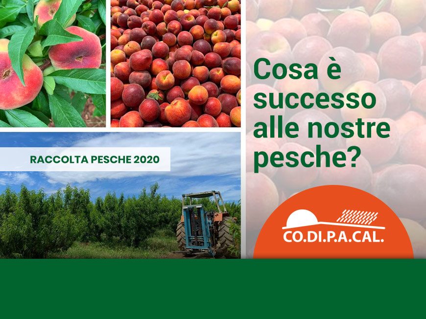 Pesche