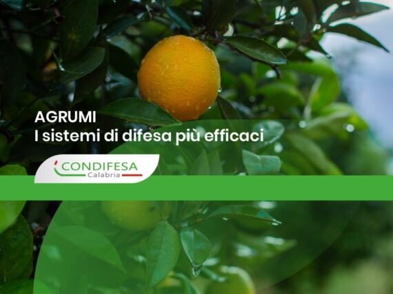 proteggere gli agrumi dal gelo