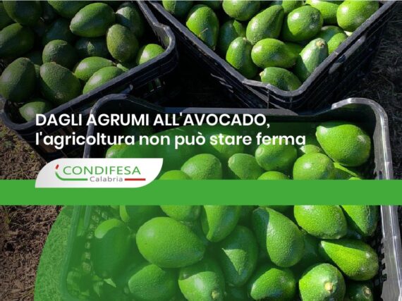 Coltivazione di avocado in Calabria