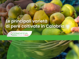 pere Calabria