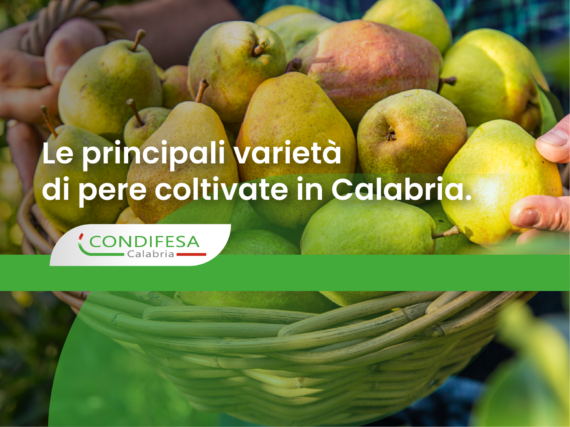 pere Calabria