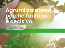 Una mano afferra mandarini da un albero