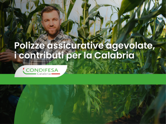 Persona in mezzo a una piantagione