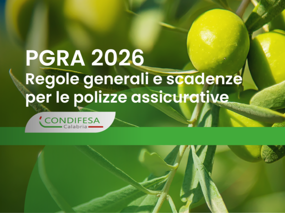 ulivo con olivo in primo piano