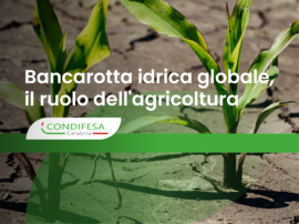 Piantine verdi che crescono in un terreno arido