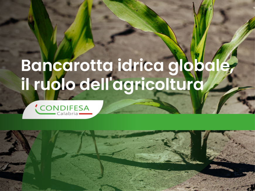 Piantine verdi che crescono in un terreno arido