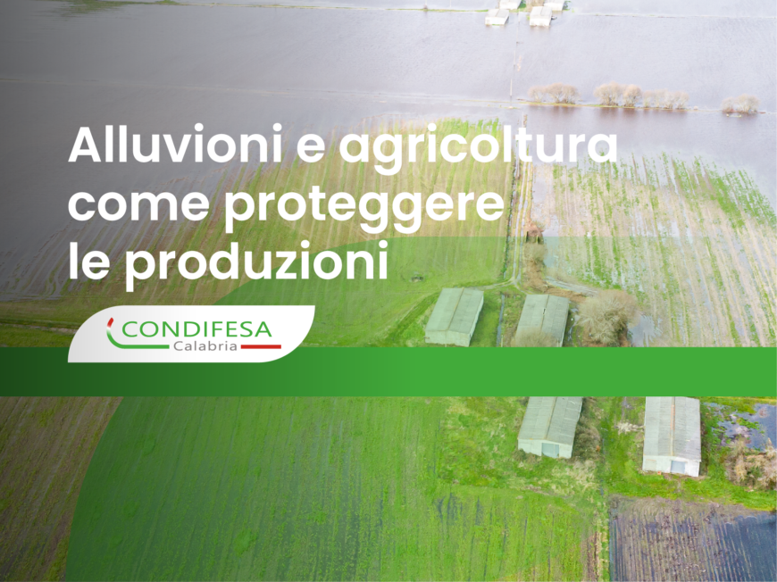 Campo alluvionato
