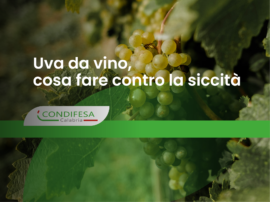 uva da vino