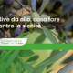 olive da olio