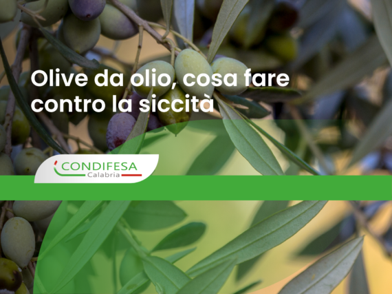 olive da olio