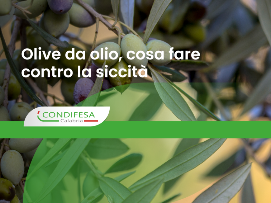 olive da olio