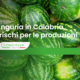 Anguria