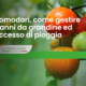 GESTIONE DANNI_Pomodori_blog