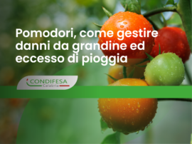 GESTIONE DANNI_Pomodori_blog