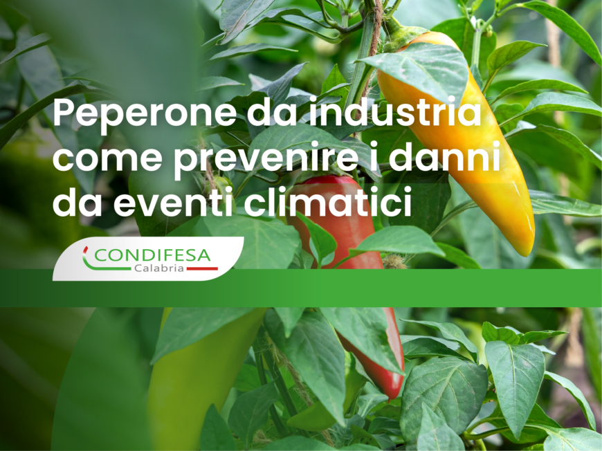 pianta di peperoni