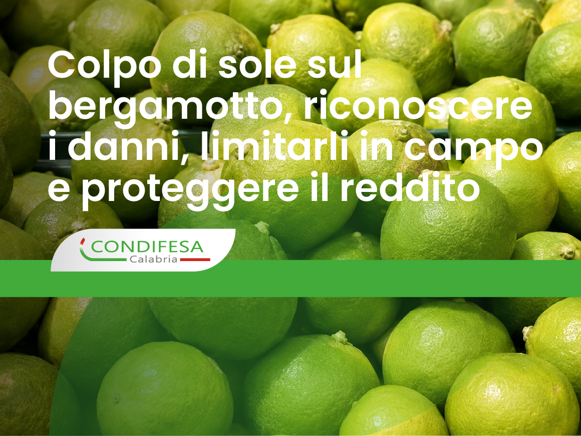 bergamotti
